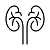 Kidney & Nephrotic Health